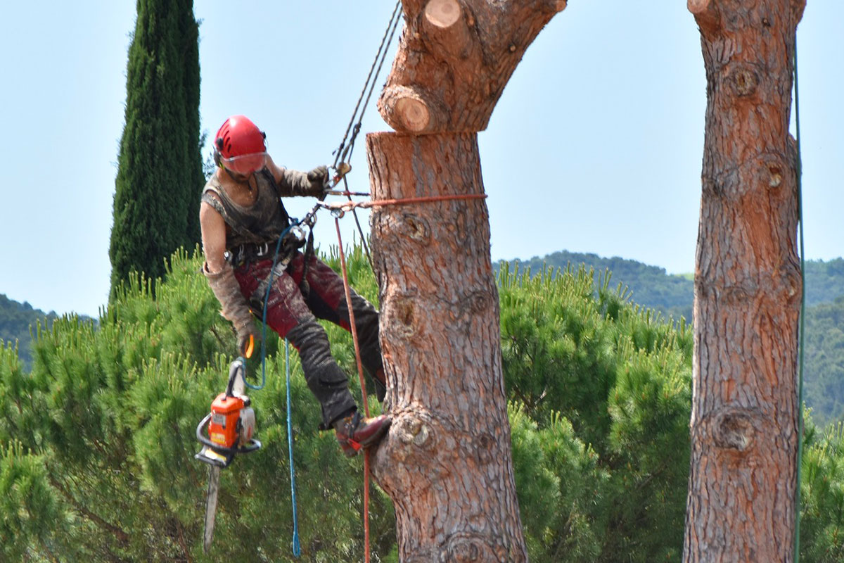 Vous consultez actuellement CS Arboriste Élagueur