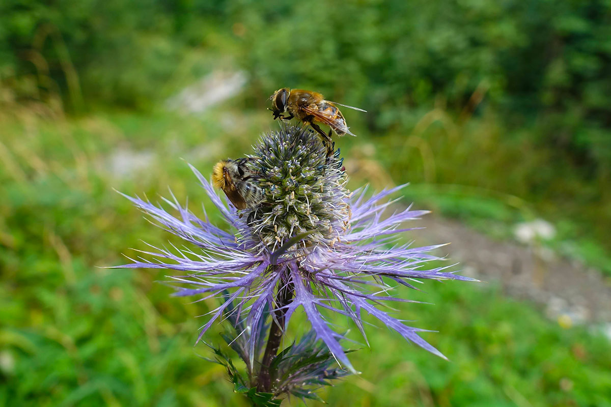 Vous consultez actuellement BTSa Gestion et Protection de la Nature