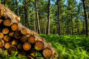 Lire la suite à propos de l’article Bac Pro Forêt